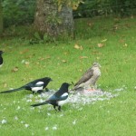 7. Sparrowhawk and 4 Magpies Clochan 24 Sept 2015 Martin CookP