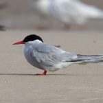 Arctic Tern Findhorn beach 21 Aug 2016 Richard Somers Cocks P