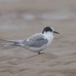 Arctic Tern Findhorn beach 4 Sep 2016 Richard Somers Cocks P
