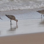 Bar tailed Godwits Lossiemouth 17 Aug 2013 Margaret Sharpe