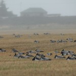 Barnacle Geese Tugnet 7 Oct 2015 022P Martin Cook