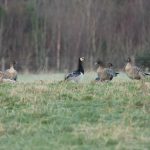 Barnacle Goose Nether Birnie 22 Jan 2017 Martin Cook