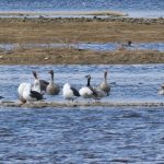Barnacle Goose Spey estuary 18 Mar 2018 Martin Cook