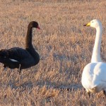 Black Swan Calcots 25 Dec 2014 Bob Proctor