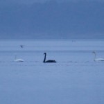 Black Swan Findhorn Bay 16 Nov 2014 Richard Somers Cocks 1