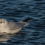 Black headed Gull Lossie estuary 23 Jan 2015 David Main1