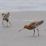 Black-tailed Godwit, Findhorn Bay 4 May (Richard Somers Cocks)