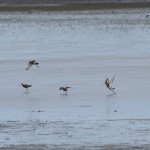 Black tailed Godwit Findhorn Bay 7 Jul 2016 Gordon McMullins