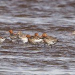 Black tailed Godwits Findhorn Bay 4 May 2015 Richard Somers Cocks1
