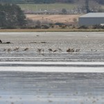 Black tailed Godwits Findhorn Bay 5 Apr 2016 Gordon McMullins 2