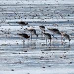 Black tailed Godwits Findhorn Bay 5 May 2018 Gordon McMullins