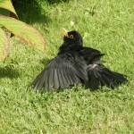 Blackbird Clochan 8 Jul 2016 P