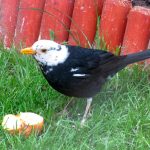 Blackbird Forres 5 Jun 2017 Alison Ritchie P