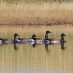 Brent Geese Lossie estuary 30 Sept 2015 Richard Somers Cocks