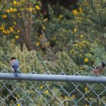 Bullfinch Kinloss 2 May 2017 Allan Lawrence