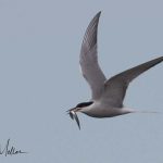 Common Tern Loch Spynie 12 May 2018 Nick Mellor