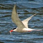 Common Tern Loch Spynie 19 Jun 2018 Jack Harrison