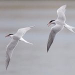 Common Terns Loch Spynie 13 May 2018 Richard Somers Cocks