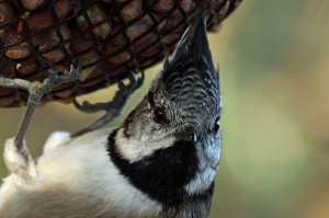 Crested Tit, Lossie Forest 16 October 2012 (Gordon Biggs)