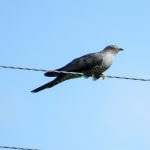 Cuckoo Knockaneorn 26 May 2017 Alison Ritchie 1 P