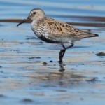 Dunlin Lossie estuary 1 May 2015 Mike Crutch