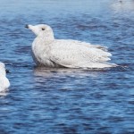 Glaucous Gull Lossie estuary 1 May 2015 Mike Crutch