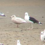 Glaucous Gull Lossie estuary 16 April 2017 Bob Proctor