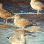 Glaucous Gull Lossie estuary 17 Oct 2016 Bob Proctor 3 P