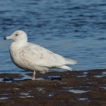 Glaucous Gull Lossie estuary 7 Mar 2016 Tony Backx 1P