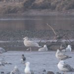 Glaucous Gull Spey estuary 11 Mar 2018 Martin Cook
