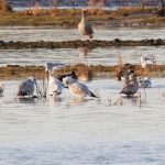 Glaucous Gull Spey estuary 20 Dec 2017 Martin Cook