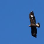 Golden Eagle Glen Builg 16 May 2018 Martin Cook