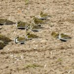 Golden Plovers Moyness 23 Apr Alison Ritchie