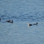 Great Crested Grebe Findhorn Bay 19 Jan 2016 CD Shaw 1