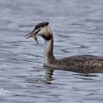 Great Crested Grebe Loch Spynie 19 Apr 2018 Nick Mellor