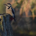 Great Spotted Woodpecker Grange 29 Dec 2015 Valerie Sheach Leith