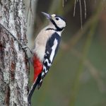 Great Spotted Woodpecker Loch Spynie 16 Dec 2016 Gordon Biggs P