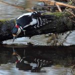 Great Spotted Woodpecker Loch Spynie 17 Feb 2017 Gordon Biggs P