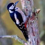 Great Spotted Woodpecker Loch Spynie 25 Oct 2017 Nick Mellor