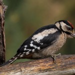 Great Spotted Woodpecker Torrieston wood 18 Jul 2015 David Main