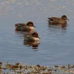 Green winged Teal Lossie estuary 18 Nov 2017 Martin Cook