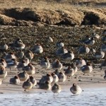 Green winged Teal Lossie estuary 30 Jan 2015 Martin Cook