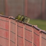 Greenfinches Lossiemouth 25 Oct 2015 Pat Douglass