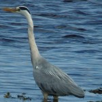 Grey Heron Lossie estuary 2 Jul 2016 Bob Proctor