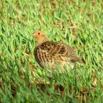 Grey Partridge Earlseat 17 May 2017 Alison Ritchie P