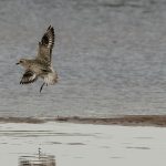 Grey Plover Lossie estuary 12 Oct 2017 David Main P