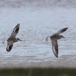 Grey Plovers Findhorn Bay 17 May 2017 Richard Somers Cocks 2