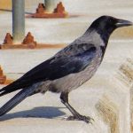 Hooded Crow Nairn 12 Mar 2017 Lisa Stewart