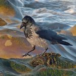 Hooded Crow Nairn 29 Jan 2018 Jack Harrison