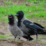 Hooded Crows Wester Golford 2 Jul 2017 Alison Ritchie P